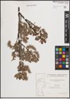 Foto von Salix cinerea L.